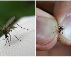 नस्ल कैसे और कितने मच्छर रहते हैं