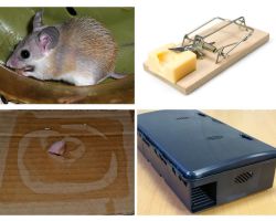 एक निजी घर से चूहों को कैसे हटाएं