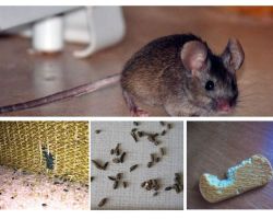 अपार्टमेंट में चूहों से कैसे निपटें