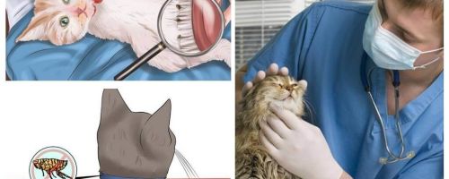 घर पर बिल्ली या बिल्ली में fleas से छुटकारा पाने के लिए कैसे