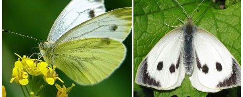 कैटरपिलर और गोभी तितलियों के विवरण और तस्वीरें